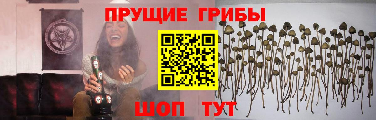 Владивосток  Псилоцибиновые грибы мицелий  Галлюциногенные грибы MAGIC MUSHROOMS  Вход с VPN 